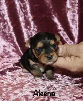 Aleena, a female Yorkshire Terrier for sale in Lovely, KY – 3 of 7
