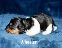 Wheeler (Long haired), a male Miniature Dachshund for sale in Lovely, KY – Photo 2 of 6