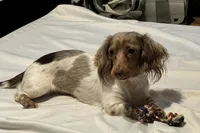 Wheeler (Long haired), a male Miniature Dachshund for sale in Lovely, KY – Photo 6 of 6