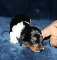 Wheeler (Long haired), a male Miniature Dachshund for sale in Lovely, KY – Photo 1 of 6