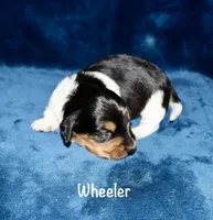Wheeler (Long haired), a male Miniature Dachshund for sale in Lovely, KY – Photo 3 of 6