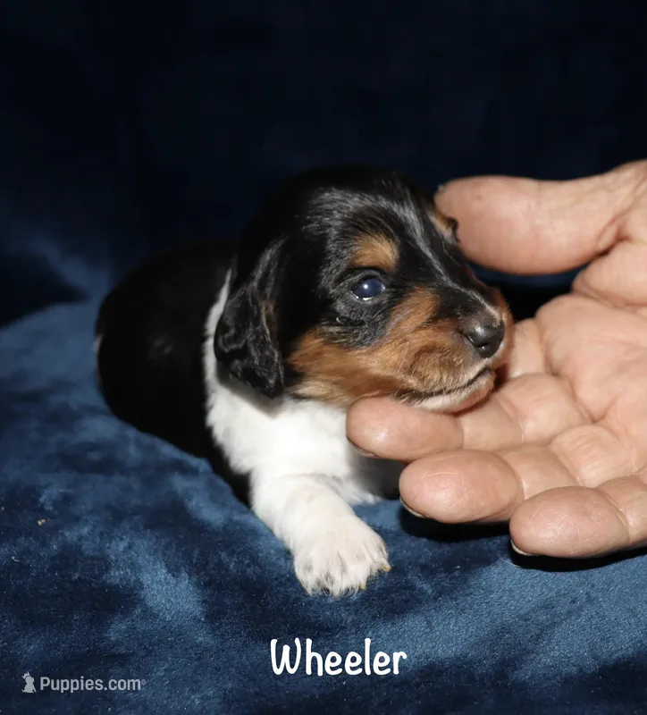 Wheeler (Long haired) – Miniature Dachshund puppy for sale in Lovely, KY