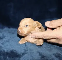 Gigi, a female Miniature Dachshund for sale in Lovely, KY – 5 of 9
