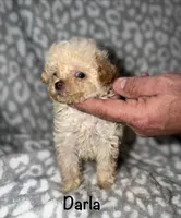 Tiny Darla, a female Poodle - Toy  for sale in Lovely, KY – 8 of 10