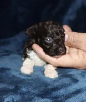 Paint, a male Poodle - Toy  for sale in Lovely, KY – 6 of 7