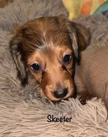 Skeeter (Long haired dapple), a male Miniature Dachshund for sale in Lovely, KY – 6 of 10