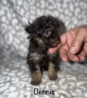 Dennis tiny dark brown phantom, a male Poodle - Toy  for sale in Lovely, KY – 3 of 7