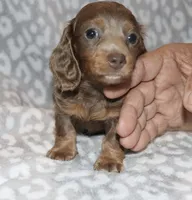 Kanishka (longhaired) isabella, a female Miniature Dachshund for sale in Lovely, KY – 8 of 10