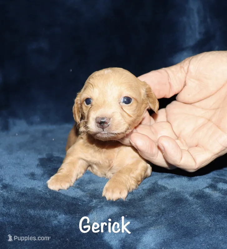 Gerick - LH – Miniature Dachshund puppy for sale in Lovely, KY