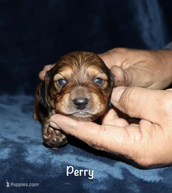 Perry (Long haired) – Miniature Dachshund puppy for sale in Lovely, KY
