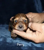 Perry (Long haired), a male Miniature Dachshund for sale in Lovely, KY – Photo 1 of 4