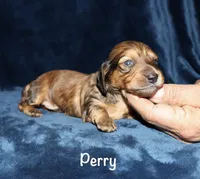 Perry (Long haired), a male Miniature Dachshund for sale in Lovely, KY – Photo 3 of 4