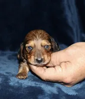 Perry (Long haired), a male Miniature Dachshund for sale in Lovely, KY – Photo 4 of 4