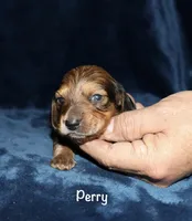 Perry (Long haired), a male Miniature Dachshund for sale in Lovely, KY – Photo 2 of 4