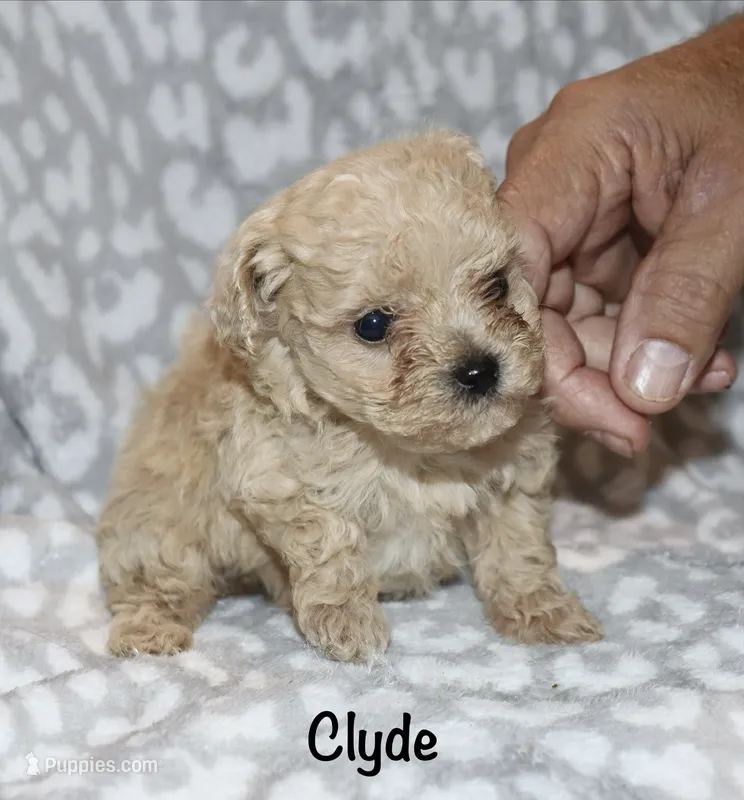 Clyde – Poodle - Toy  puppy on hold in Lovely, KY