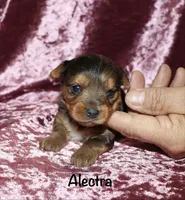 Alectra (merle), a female Yorkshire Terrier for sale in Lovely, KY – 2 of 6
