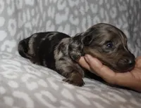 Cordae. (Long haired) dapple, a male Miniature Dachshund for sale in Lovely, KY – 6 of 7