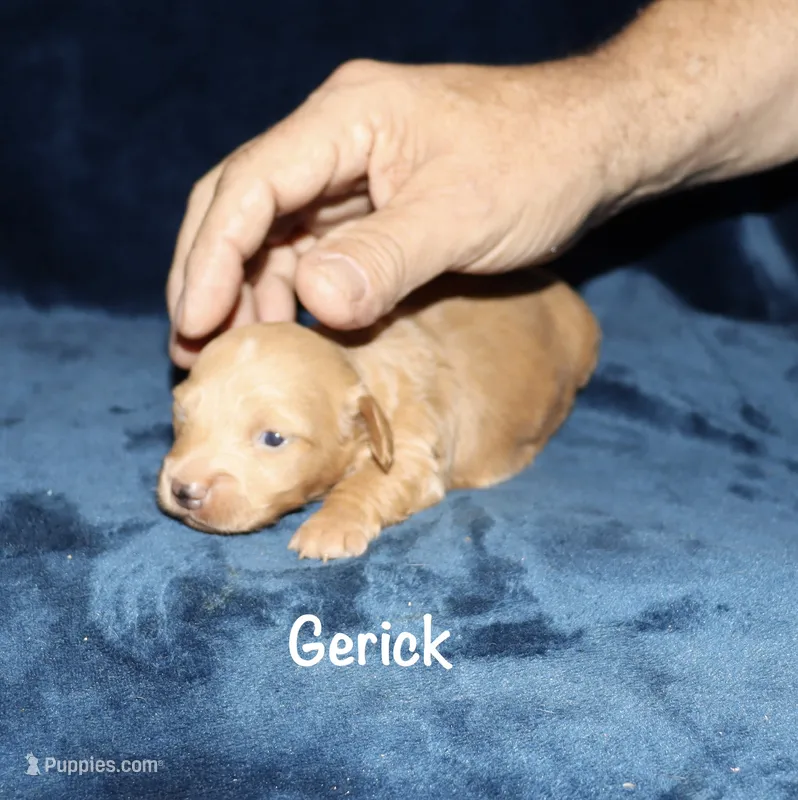 Gerick - LH – Miniature Dachshund puppy for sale in Lovely, KY