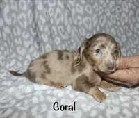 Coral LH Isabella dapple, a female Miniature Dachshund for sale in Lovely, KY – 8 of 8