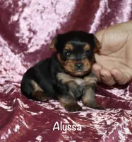 Alyssa, a female Yorkshire Terrier for sale in Lovely, KY – 2 of 6