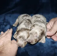 Corabeth LH Isabella dapple, a female Miniature Dachshund for sale in Lovely, KY – 5 of 9