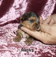 Alectra (merle), a female Yorkshire Terrier for sale in Lovely, KY – 3 of 6