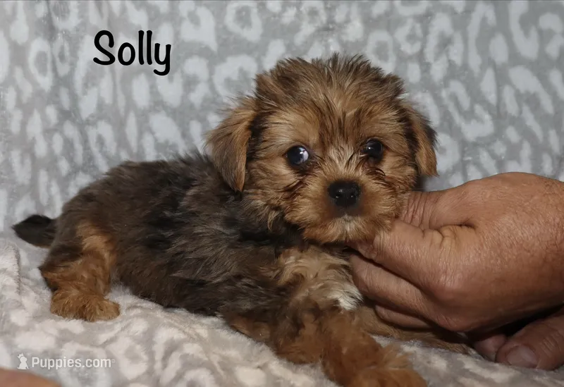 Solly - Merle male 1 – Yorkshire Terrier puppy for sale in Lovely, KY