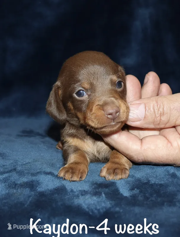Kaydon  – Miniature Dachshund puppy on hold in Lovely, KY