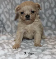 Cyber, a male Poodle - Toy  for sale in Lovely, KY – 3 of 5