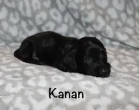 Kanan (Longhaired) solid black, a male Miniature Dachshund for sale in Lovely, KY – 2 of 7