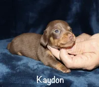 Kaydon , a male Miniature Dachshund for sale in Lovely, KY – 2 of 6
