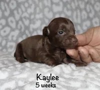Kaylee (tiny girl), a female Miniature Dachshund for sale in Lovely, KY – 2 of 10
