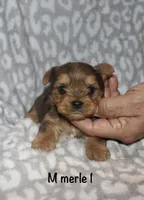 Solly - Merle male 1, a male Yorkshire Terrier for sale in Lovely, KY – 2 of 6