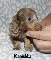 Kanishka (longhaired) isabella, a female Miniature Dachshund for sale in Lovely, KY – 5 of 10