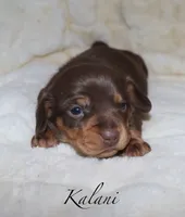 Kalani, a female Miniature Dachshund for sale in Lovely, KY – Photo 1 of 10