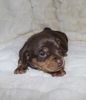 Kalani, a female Miniature Dachshund for sale in Lovely, KY – Photo 5 of 10