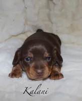 Kalani, a female Miniature Dachshund for sale in Lovely, KY – Photo 3 of 10