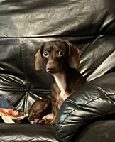 Kalani, a female Miniature Dachshund for sale in Lovely, KY – Photo 9 of 10