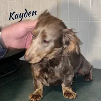 Kalani, a female Miniature Dachshund for sale in Lovely, KY – Photo 10 of 10