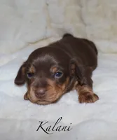 Kalani, a female Miniature Dachshund for sale in Lovely, KY – Photo 2 of 10