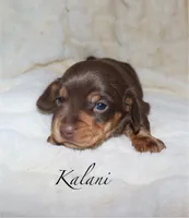 Kalani, a female Miniature Dachshund for sale in Lovely, KY – Photo 8 of 10