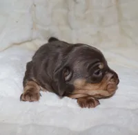 Kalani, a female Miniature Dachshund for sale in Lovely, KY – Photo 6 of 10