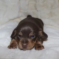 Kalani, a female Miniature Dachshund for sale in Lovely, KY – Photo 7 of 10