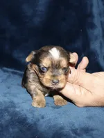 Alek. (Merle), a male Yorkshire Terrier for sale in Lovely, KY – 7 of 8