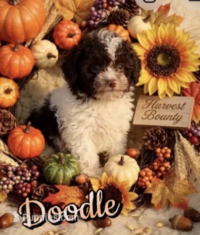 Doodle – Poodle - Toy  puppy for sale in Lovely, KY