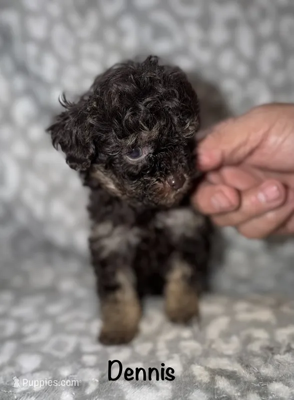 Dennis tiny dark brown phantom – Poodle - Toy  puppy for sale in Lovely, KY