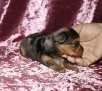 Alectra (merle), a female Yorkshire Terrier for sale in Lovely, KY – 5 of 6