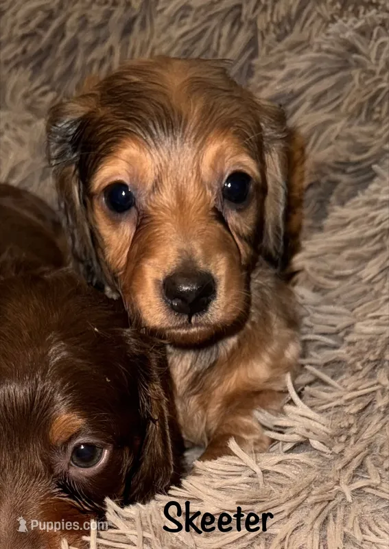 Skeeter (Long haired dapple) – Miniature Dachshund puppy for sale in Lovely, KY