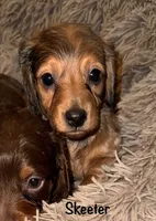 Skeeter (Long haired dapple), a male Miniature Dachshund for sale in Lovely, KY – 1 of 10