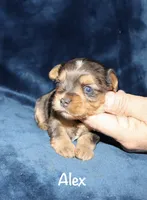 Alex.  ( merle), a male Yorkshire Terrier for sale in Lovely, KY – 2 of 5